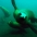 Santa Monica Pier Aquarium Nikki Pieper Sea Lion